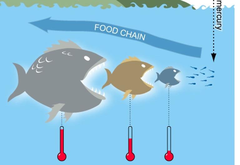 bioaccumulation cropped.jpg